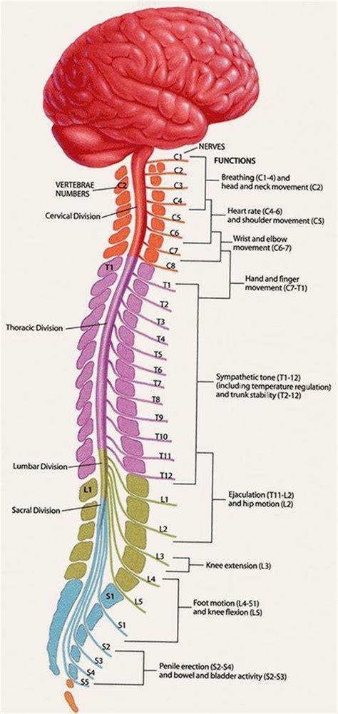 Spinal column and associated nerves | Spinal cord, Anatomy, Anatomy and ...