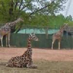Giraffes in Denver, CO (Google Maps) (#9)