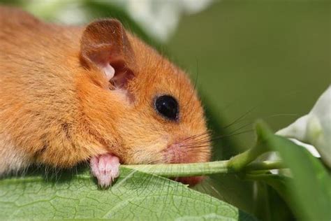 Dormouse Stock Photos, Images and Backgrounds for Free Download