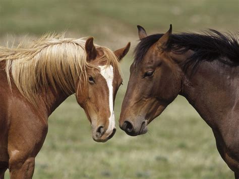 Horse Wallpapers Pictures of Horse - HD Animal Wallpapers