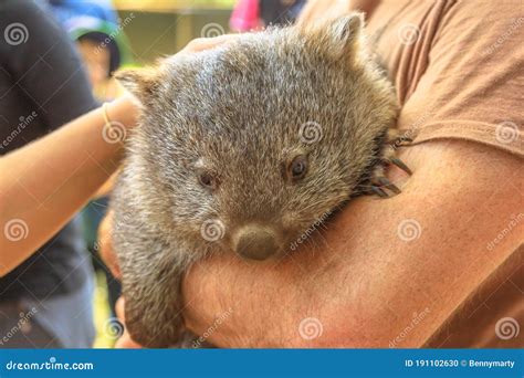 Wombat joey care stock photo. Image of cute, ranger - 191102630