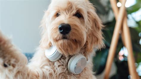 Why Is Classical Music Good For Dogs