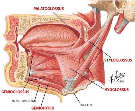 Genioglossus (With images) | Online images, Medical