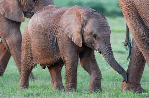 African Elephant Calf With Its Mother Photograph by Peter Chadwick - Pixels