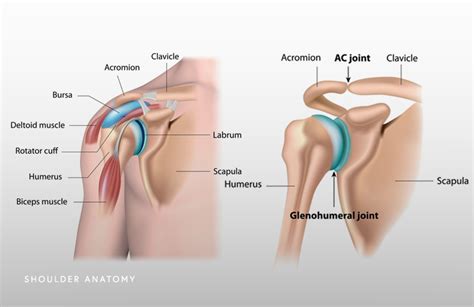 Shoulder Anatomy | Shoulder Injuries | Chicago Westchester Oakbrook Hinsdale IL - Nikhil Verma, MD