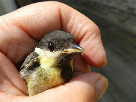 Woman Sings Lullaby to Stunned Bird Video