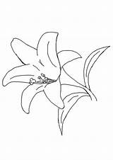 Lily Flower Coloring Pages PDF To Print  Coloringfoldercom sketch template
