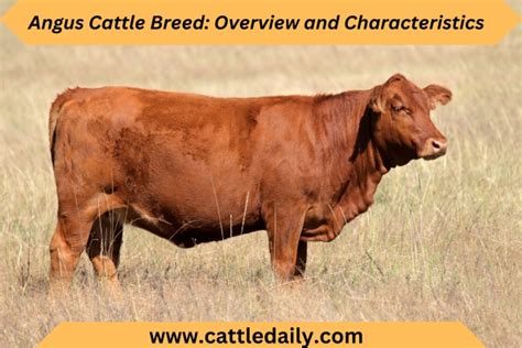 Angus Cattle Breed: Overview and Characteristics - Cattle Daily