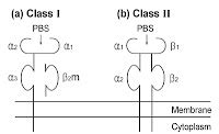 Immunology: MHC Structure, Gene arrangement & Function: MCQ