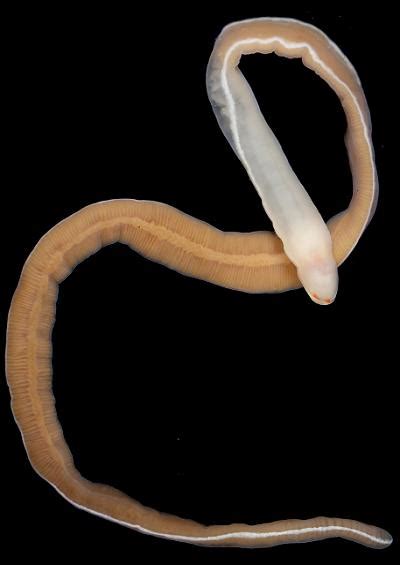 Nemertea - Nemertean or Ribbon Worms (Marine worm images)