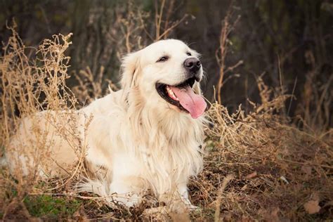 Golden Retriever Colors: The Standard & Rare Golden Coat Colors - K9 Web