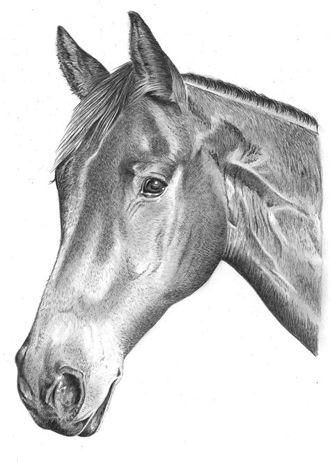 Pencil Portrait of Horse | Pencil Sketch Portraits