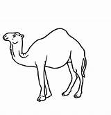 Camel Coloring Pages Image – Animal Place sketch template