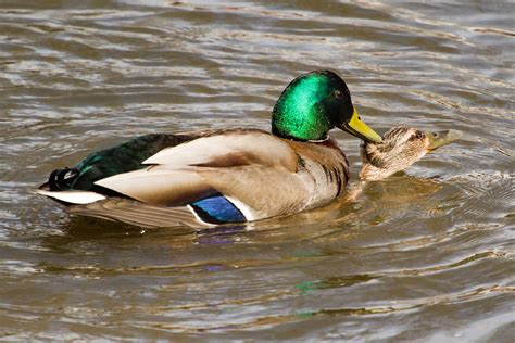 Wild ducks (Mallard) mating rituals 3 by akadime on DeviantArt