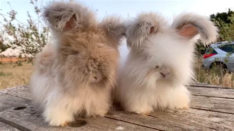 Fluffy Bunny Breed