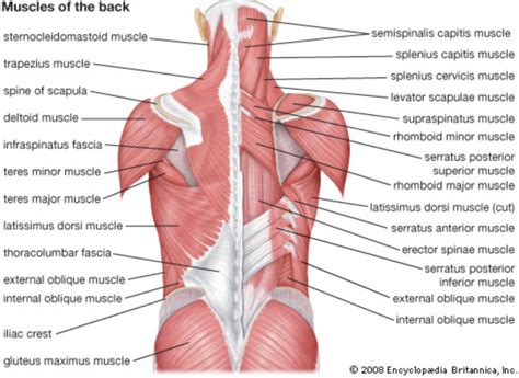 How To Strengthen The Lower Back From Home - The Home Gym