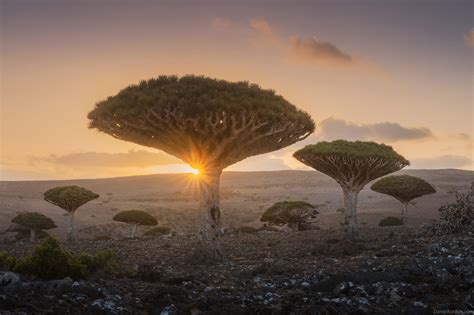 A Magical Series Captures the Gnarled Branches of Socotra's Dragon Blood Trees — Colossal