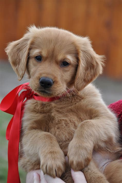 Golden Retriever: carattere, salute, cuccioli e allevamento | Imágenes ...