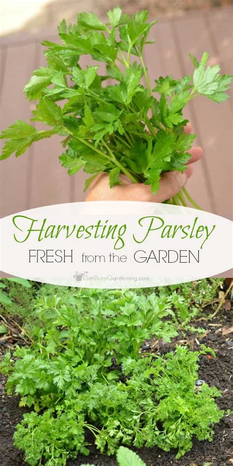 Harvesting Parsley Fresh From The Garden - Get Busy Gardening