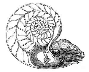 Chambered Nautilus Drawing at GetDrawings | Free download