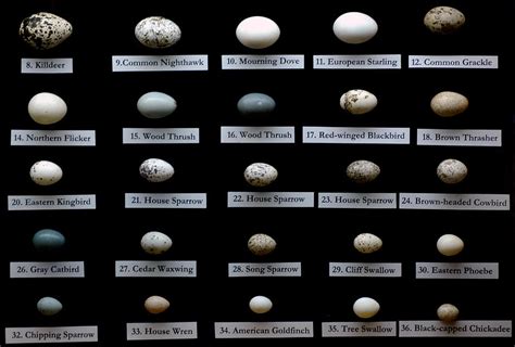 Wild Bird Egg Chart Photograph by LeeAnn McLaneGoetz McLaneGoetzStudioLLCcom