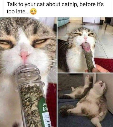 The best Catnip memes :) Memedroid