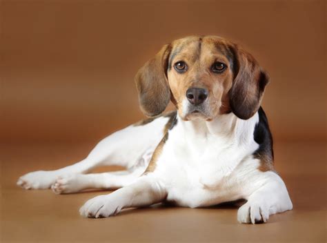 SCNT-CRISPR-Cas9 Combo Successfully Produces Genome-edited Dogs- Crop Biotech Update (July 20 ...