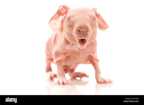 skinny guinea pig Stock Photo - Alamy