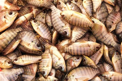 Tilapia Fish Farming in Saudi Arabia: Business Plan, How to Setup Ponds ...