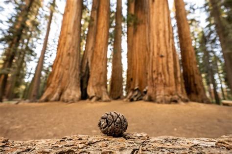 Sequoia National Forest Camping Guide - Beyond The Tent