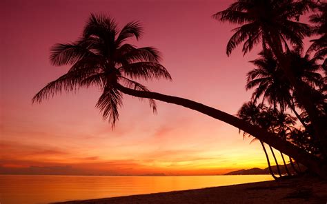 An Illustration Of A Beach With Palm Trees And A Suns - vrogue.co