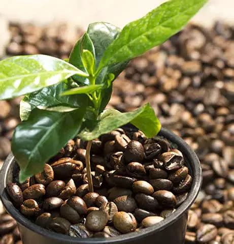 How to Grow a Coffee Plant At Home - A Useful Guide - Craft Coffee Guru