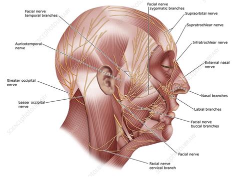 The Facial Nerve Anatomy - Anatomy Reading Source