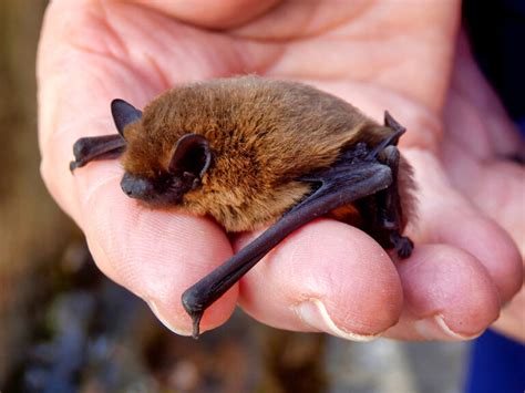 What is a Microbat? | Virginia Bat Pros