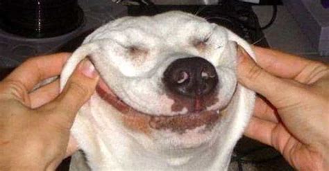 Smiley Dog Horror