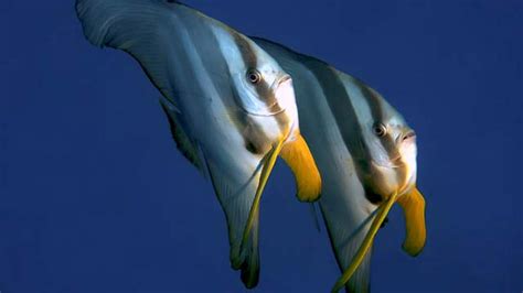 Batfish - Ephippidae | Underwater Asia