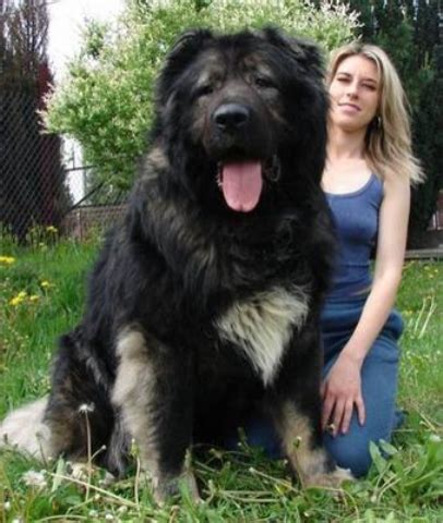 Book Of World Records: Hercules, World’s Biggest Dog In The World