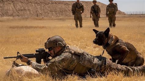 Shortage of military working dogs a national security risk, report ...