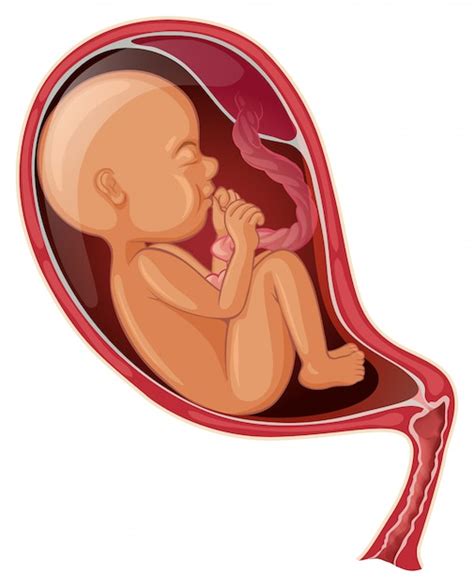 Baby Placenta Images - Free Download on Freepik