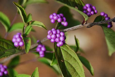 purple berries | Berries, Plants, Purple