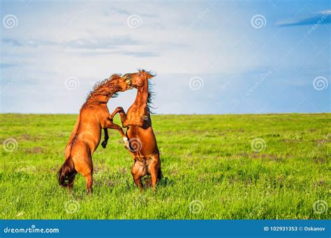 Fighting Wild Stallions on Summer Meadow Stock Image - Image of lake, herd: 102931353