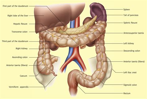 Anatomy of the caecum, appendix and colon - Surgery - Oxford International Edition