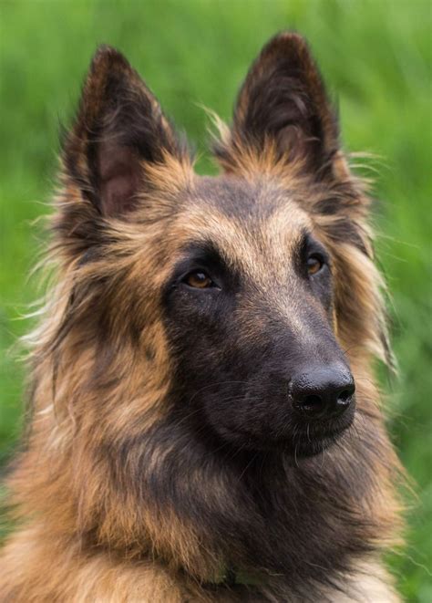 Belgian Malinois - Great Guard Dog or Perfect Pet? | Belgian dog, Dog ...