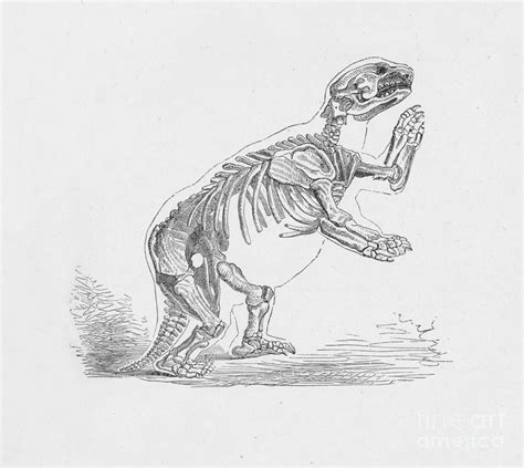 Skeleton Of The Mylodon Darwinii Drawing by Print Collector | Fine Art America