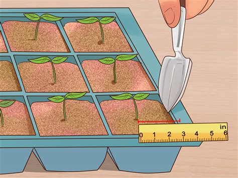 How to Grow Flowers from Seed (with Pictures) - wikiHow