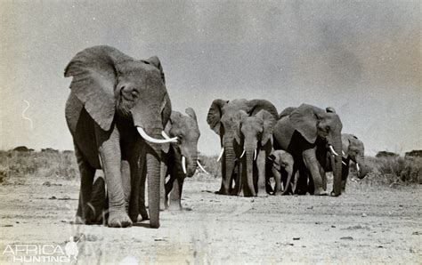 Amboseli Elephants | AfricaHunting.com