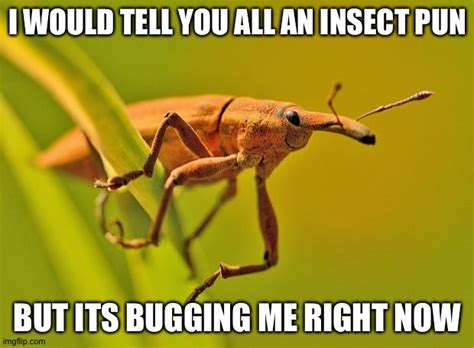 Happy Insect - Imgflip