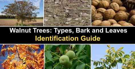 Walnut Trees Identification guide | Walnut tree, Tree identification ...