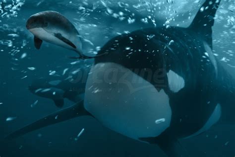 TYPE D ORCAS: mysterious stalkers of the Southern Oceans - ORCAZINE