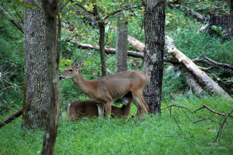 Ozark Scenic River Wildlife Photos By Albert L Allen